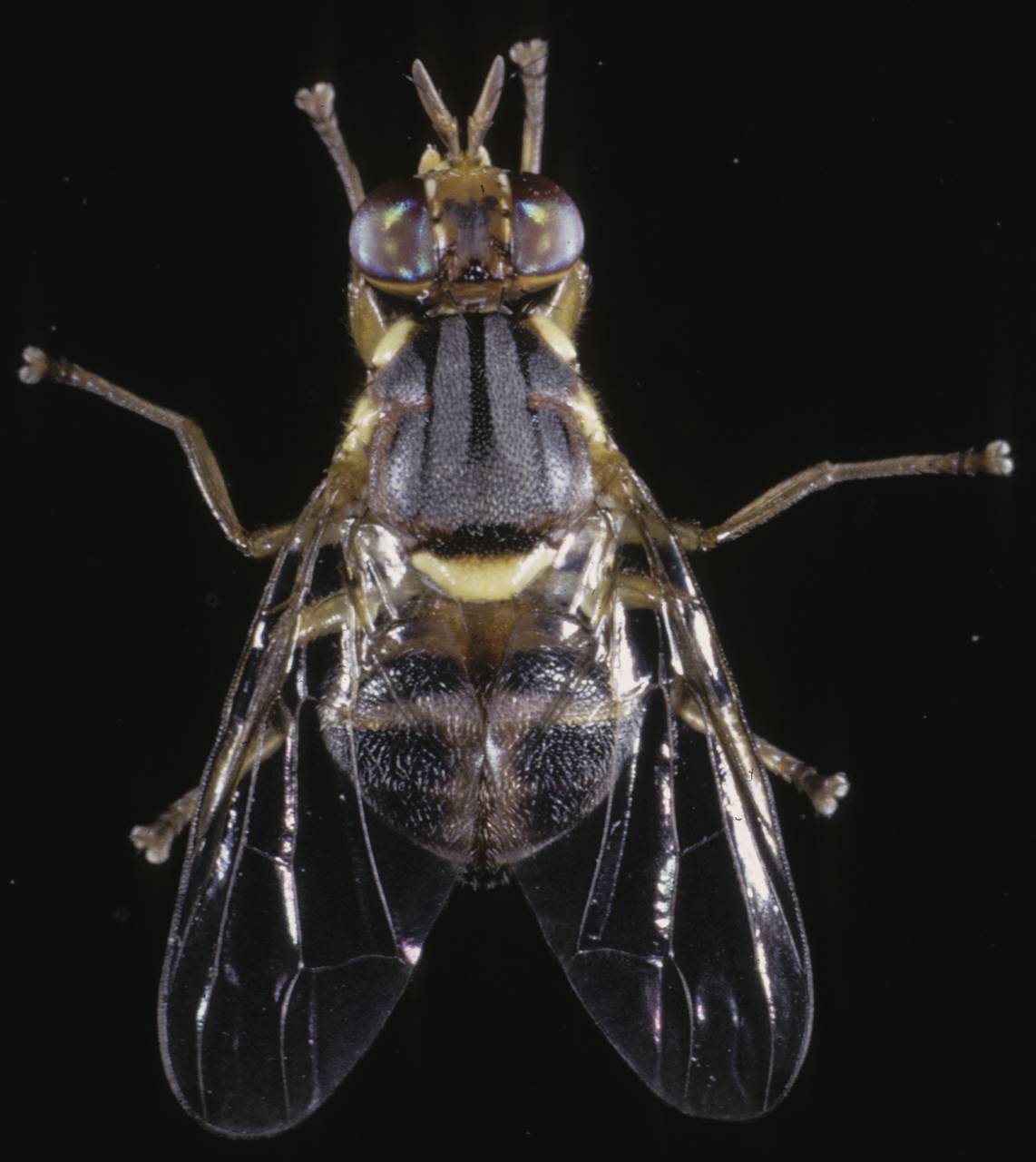 Bactrocera oleae (Tephritidae)